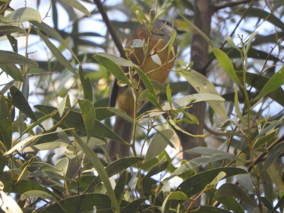 Olive Whistler - ML646775869