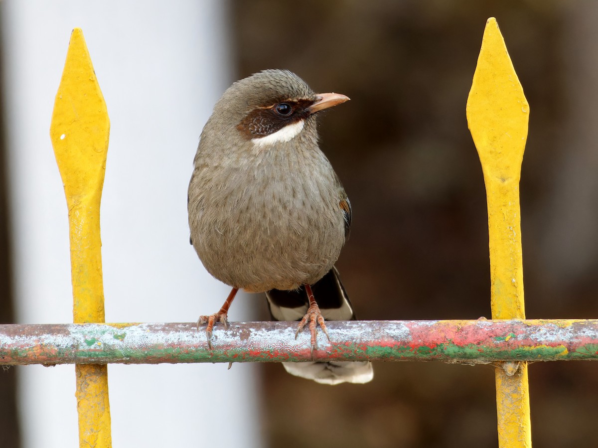 Prince Henry's Laughingthrush - ML646775870