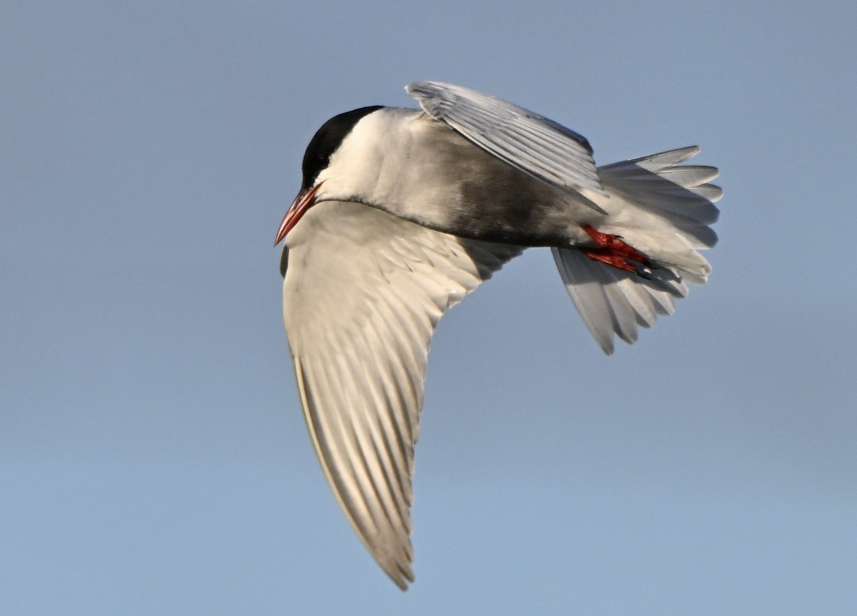 Australian Fairy Tern - ML646775871