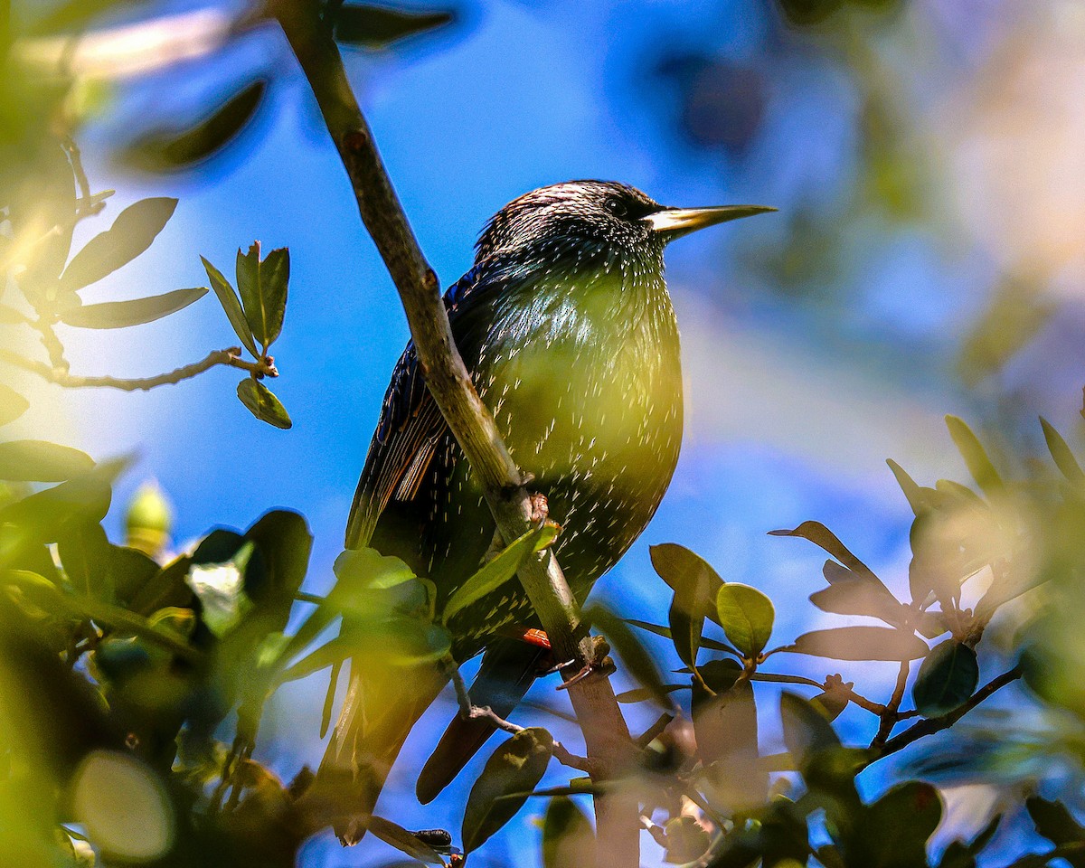 European Starling - ML646775872