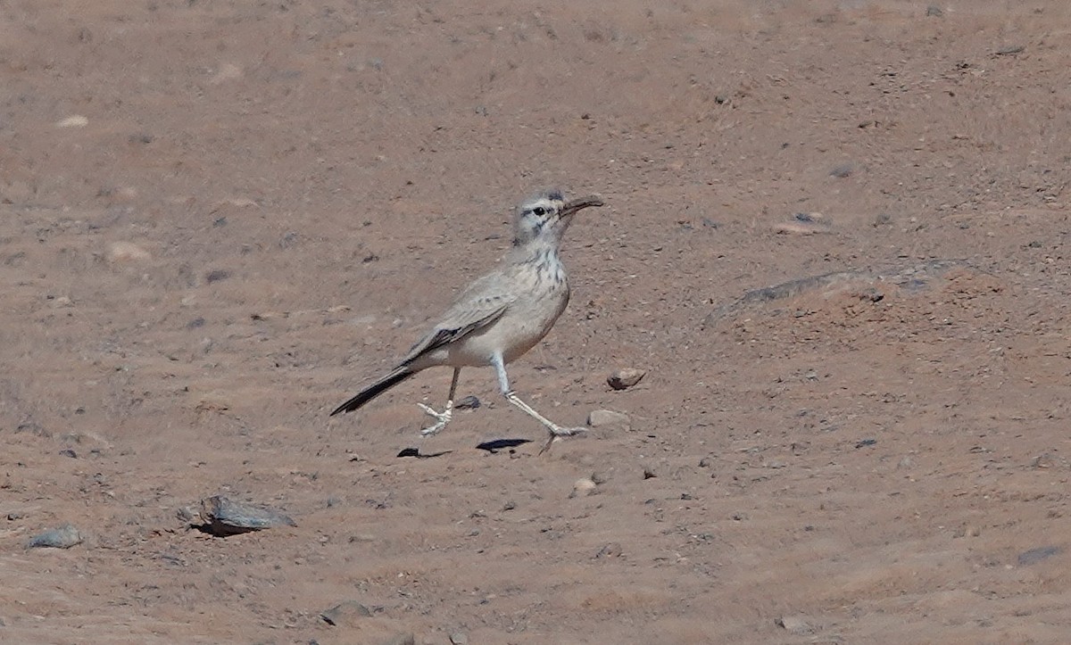 Greater Hoopoe-Lark - ML646775873