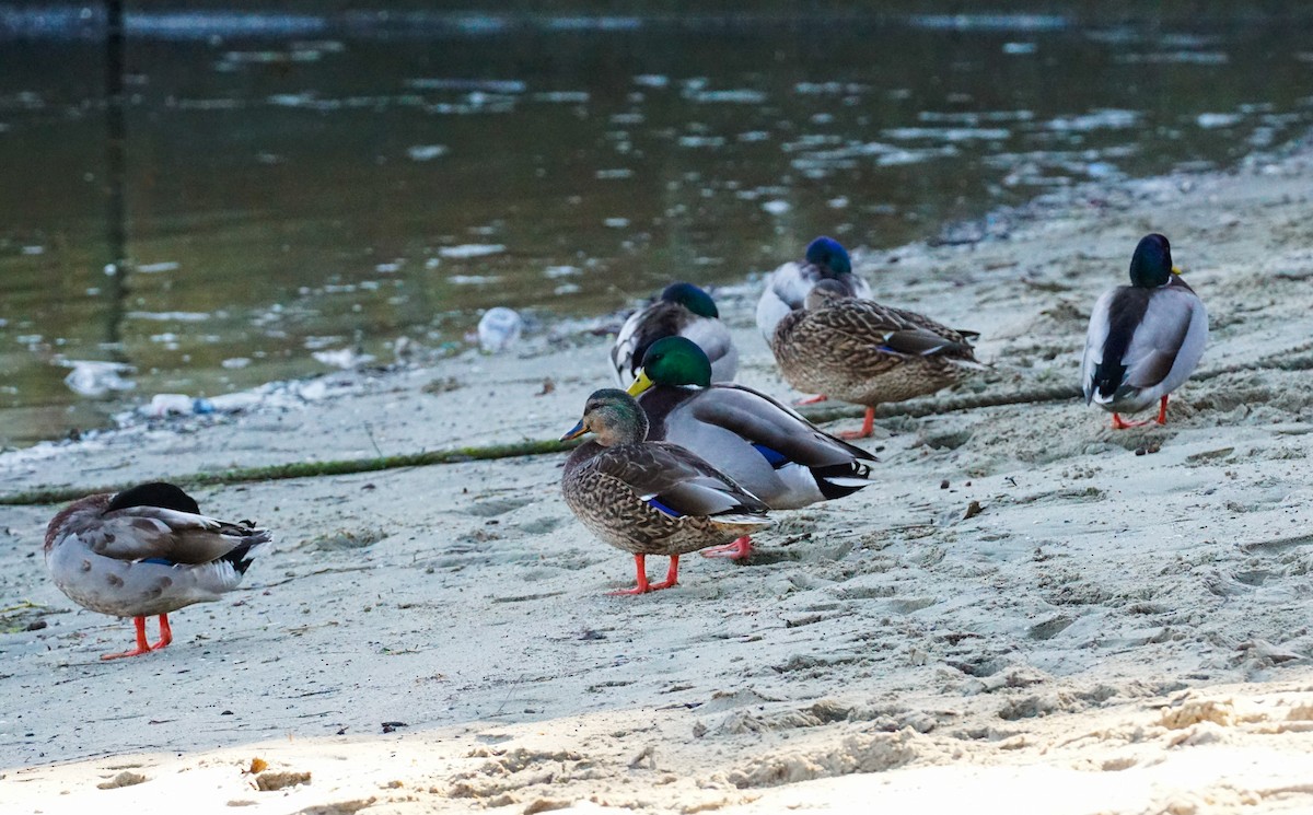 Зэрлэг нугас - ML646775875