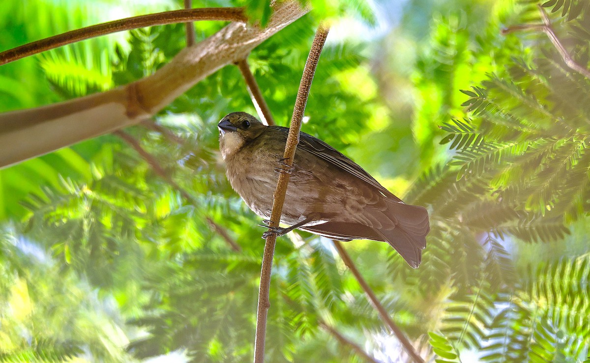 brunhodetrupial - ML646775876