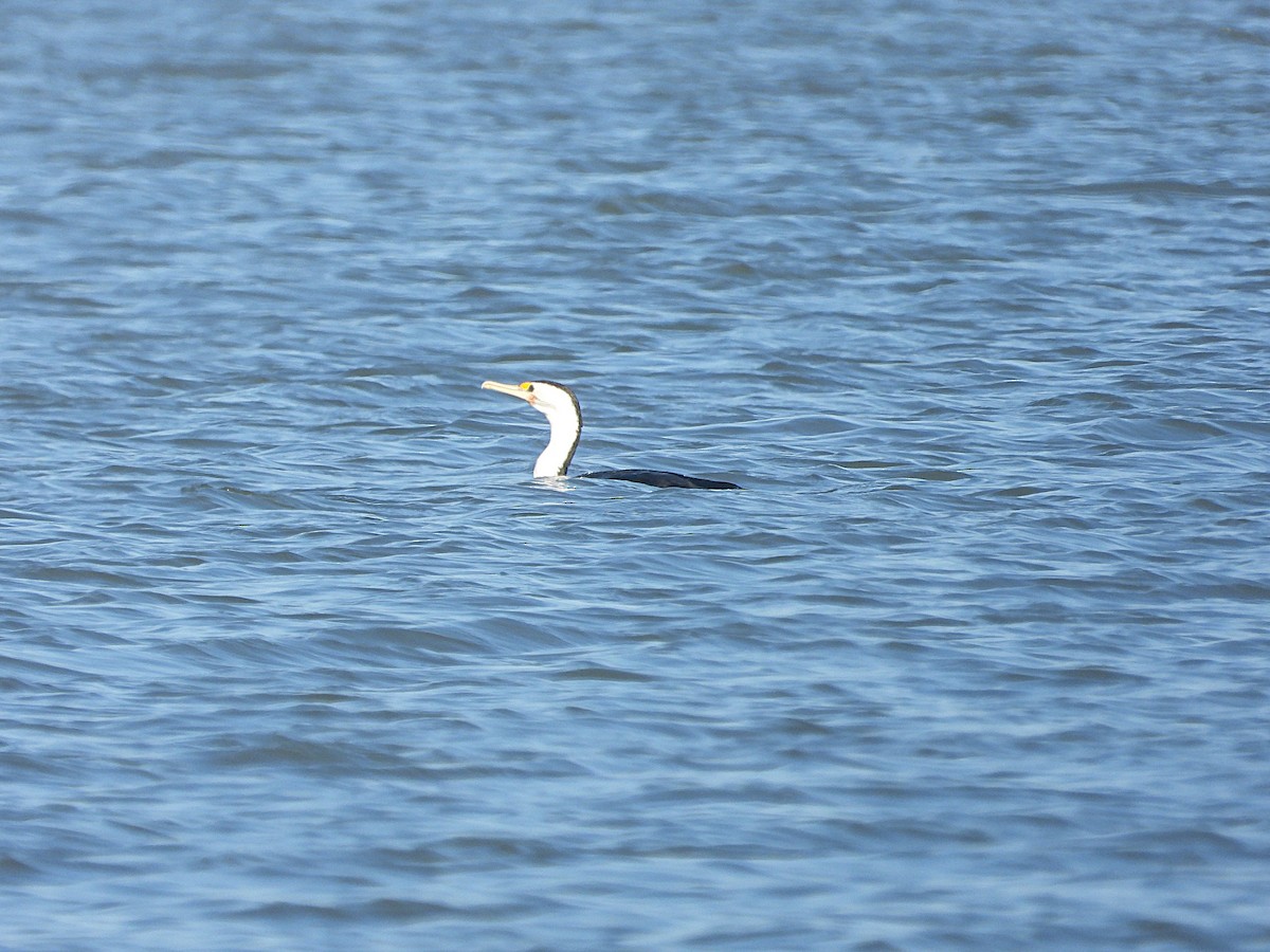 Пегий баклан - ML646775877
