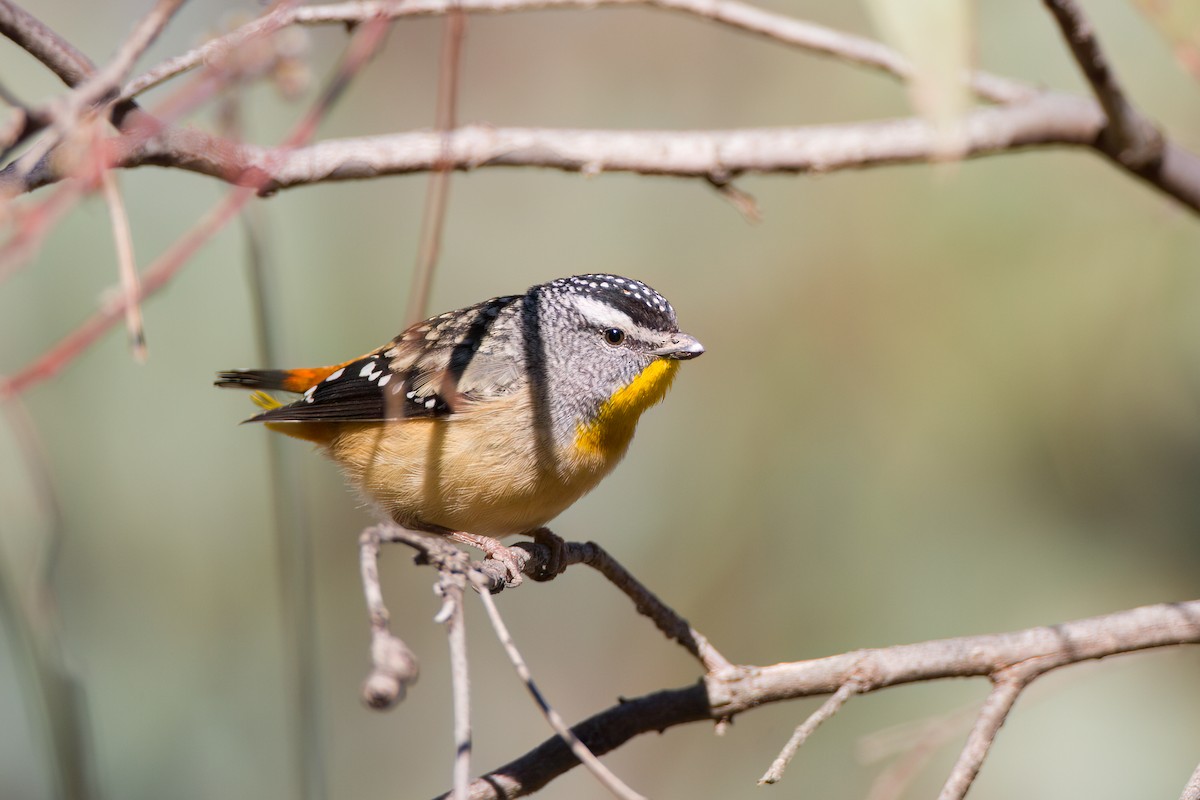 Spotted Pardalote (Spotted) - ML646775880