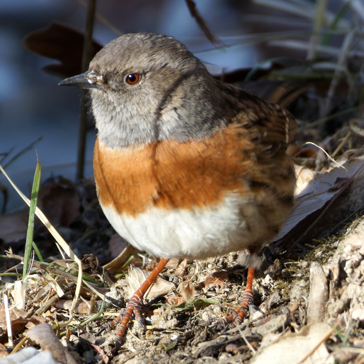 Robin Accentor - ML646775883