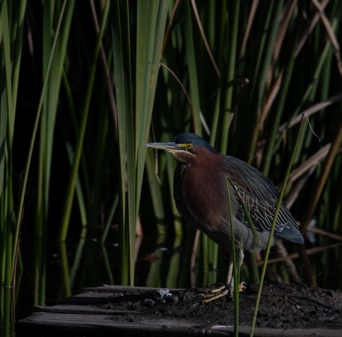 アメリカササゴイ - ML646775888