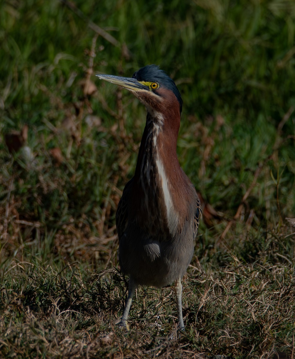 アメリカササゴイ - ML646775890