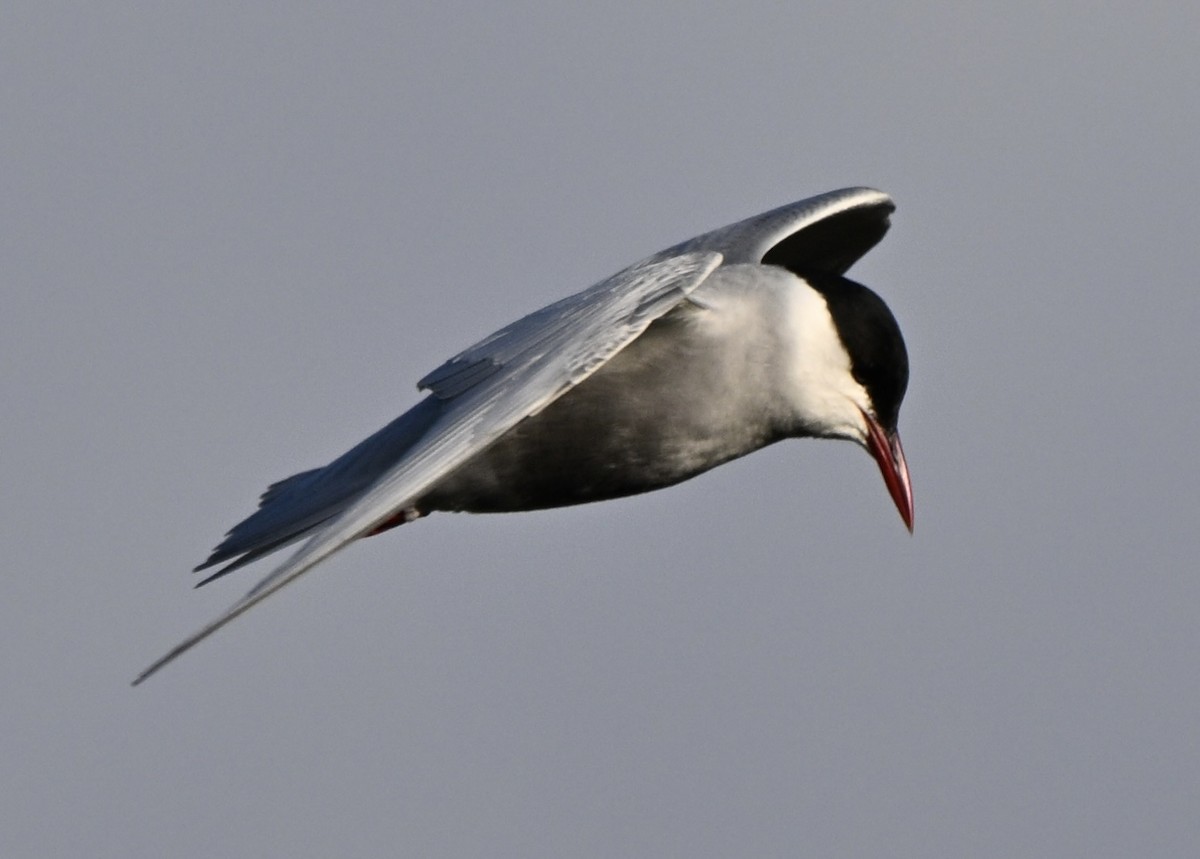 Цагаан шанаат хараалай - ML646775893