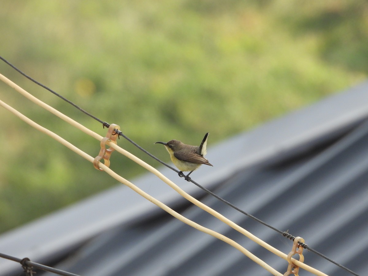 Purple Sunbird - ML646775895