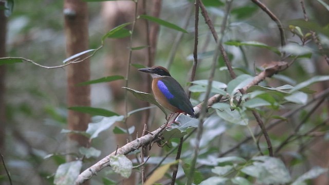 Mangrove Pitta - ML646775896