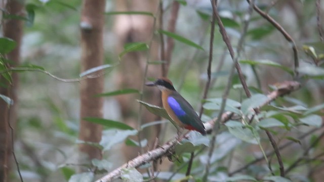 Mangrove Pitta - ML646775897
