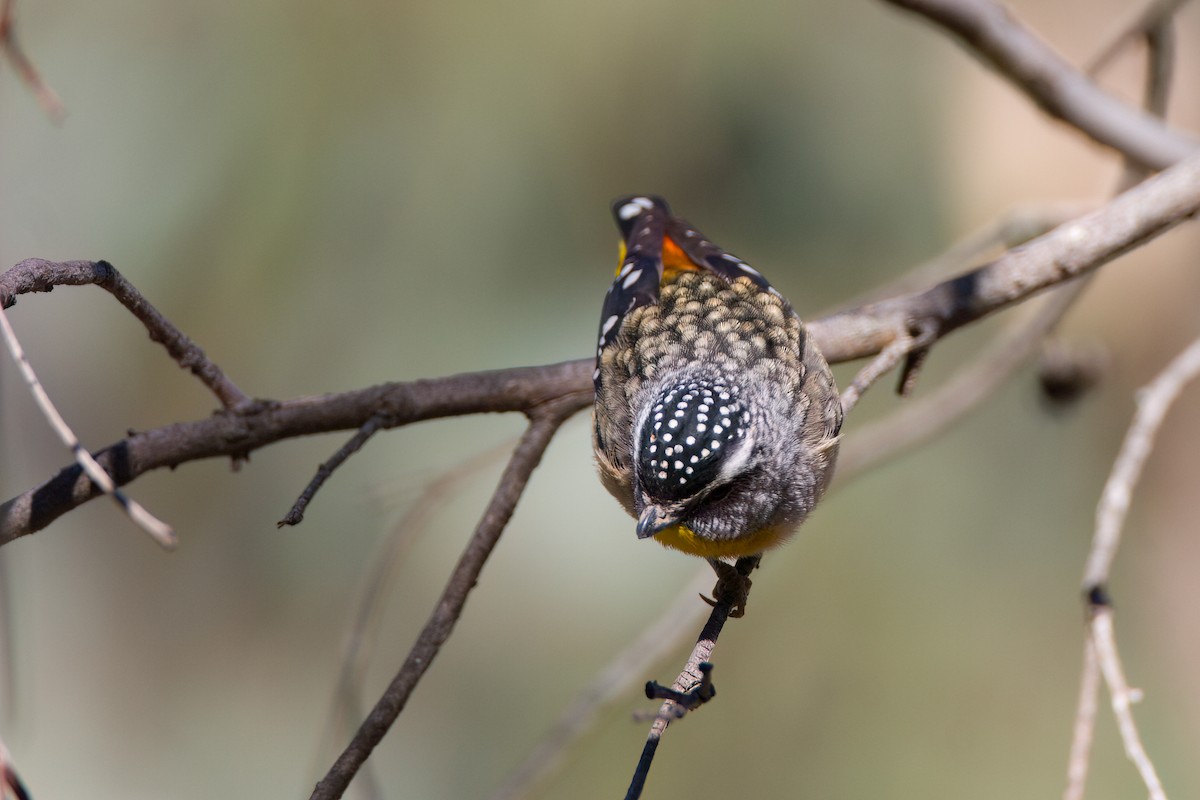 Spotted Pardalote (Spotted) - ML646775900