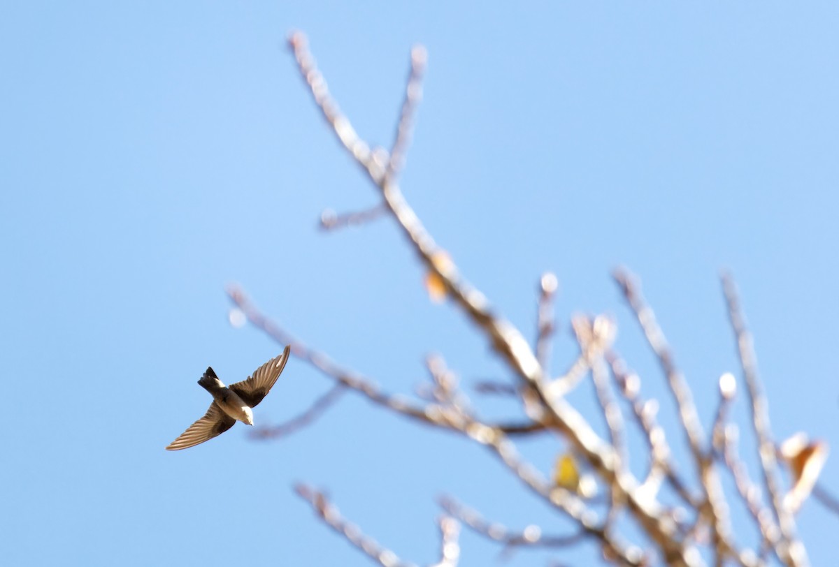 Eurasian Crag-Martin - ML646775902