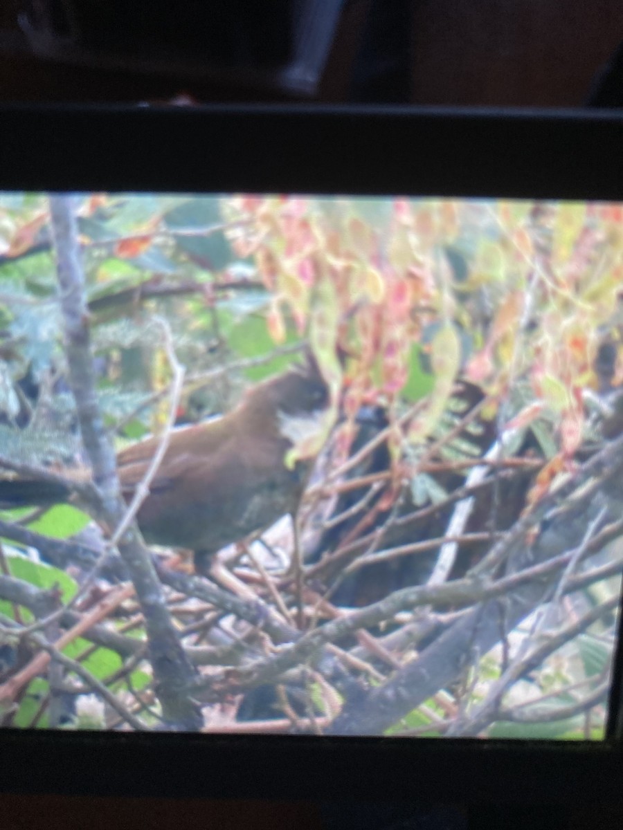 Белогорлая птица-бич - ML646775903