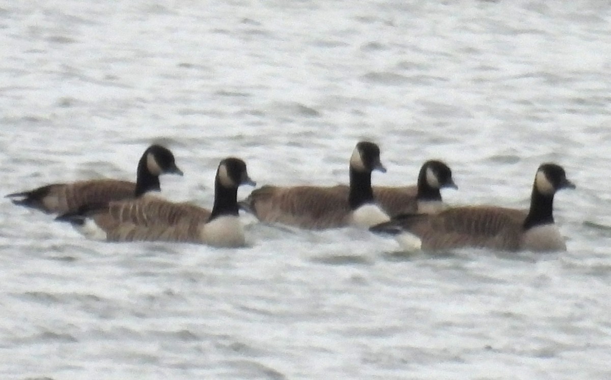 シジュウカラガン - ML646775905