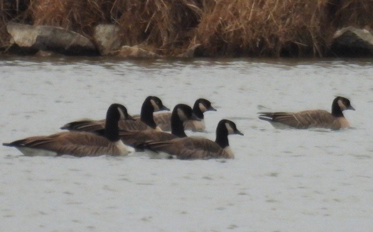 シジュウカラガン - ML646775906