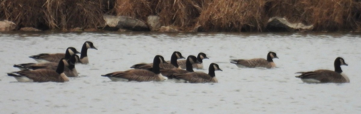 シジュウカラガン - ML646775907