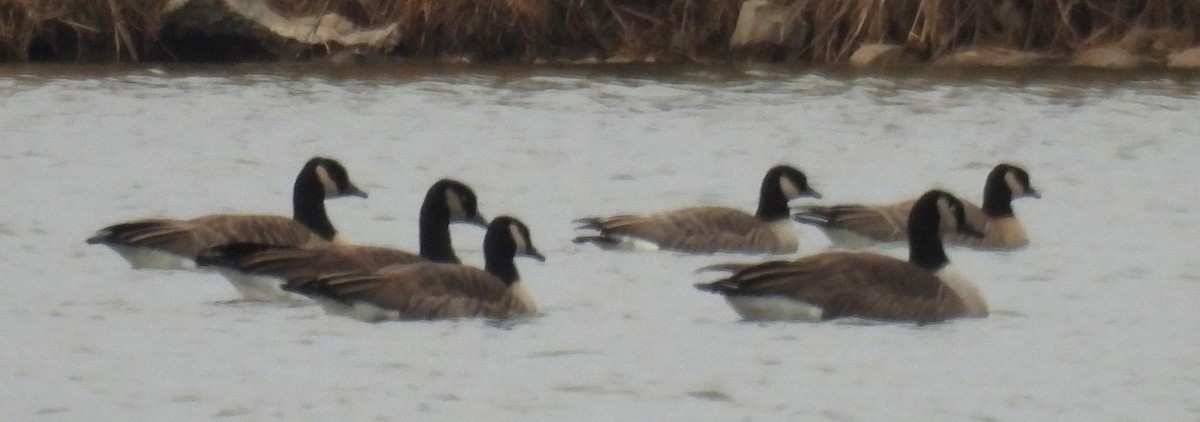 シジュウカラガン - ML646775908