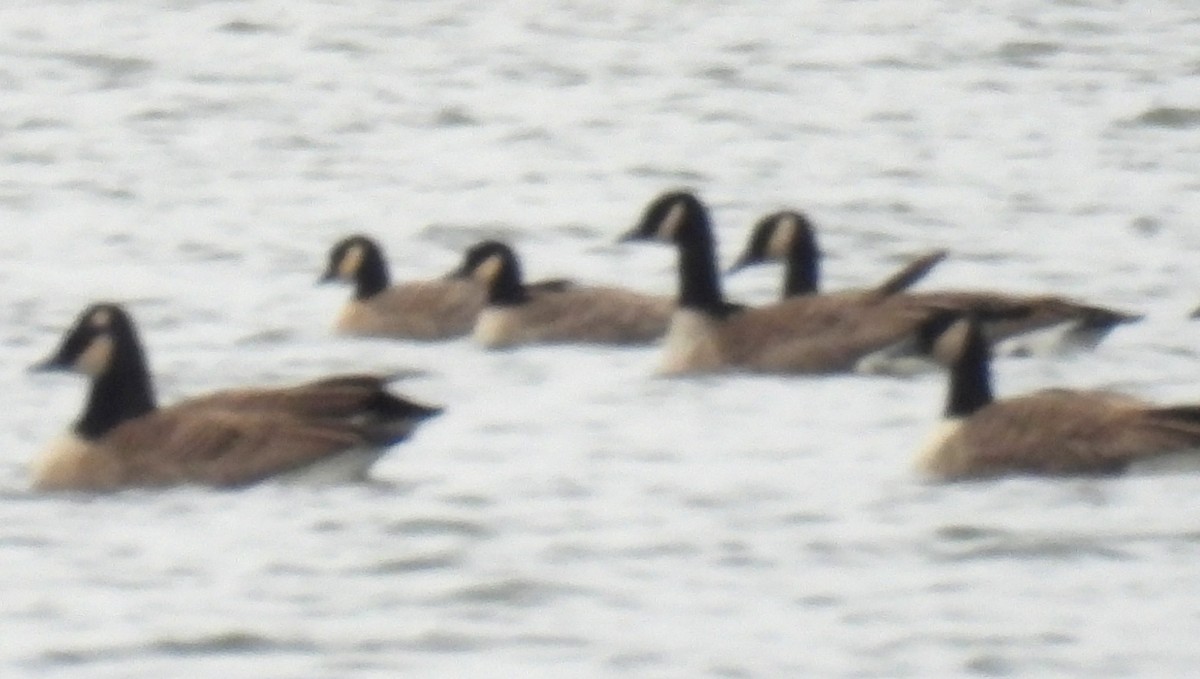 シジュウカラガン - ML646775909