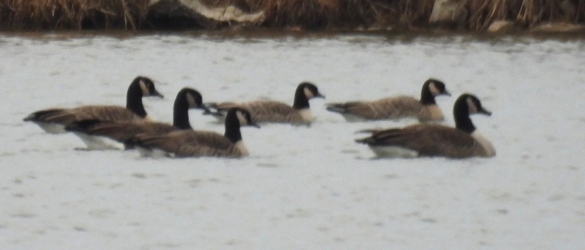 シジュウカラガン - ML646775910