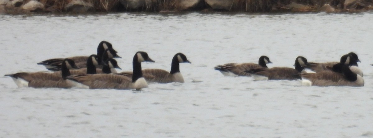 シジュウカラガン - ML646775911