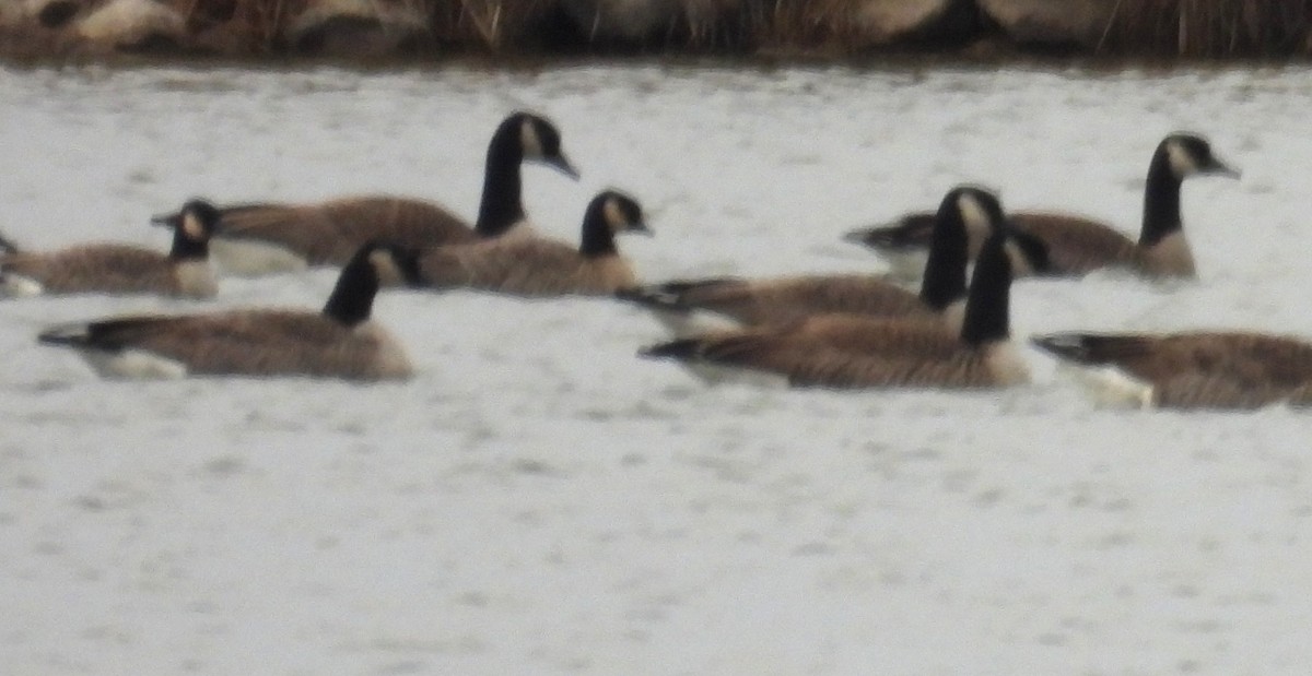 シジュウカラガン - ML646775912