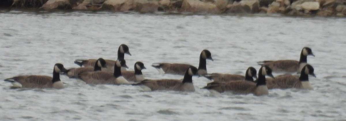 シジュウカラガン - ML646775913