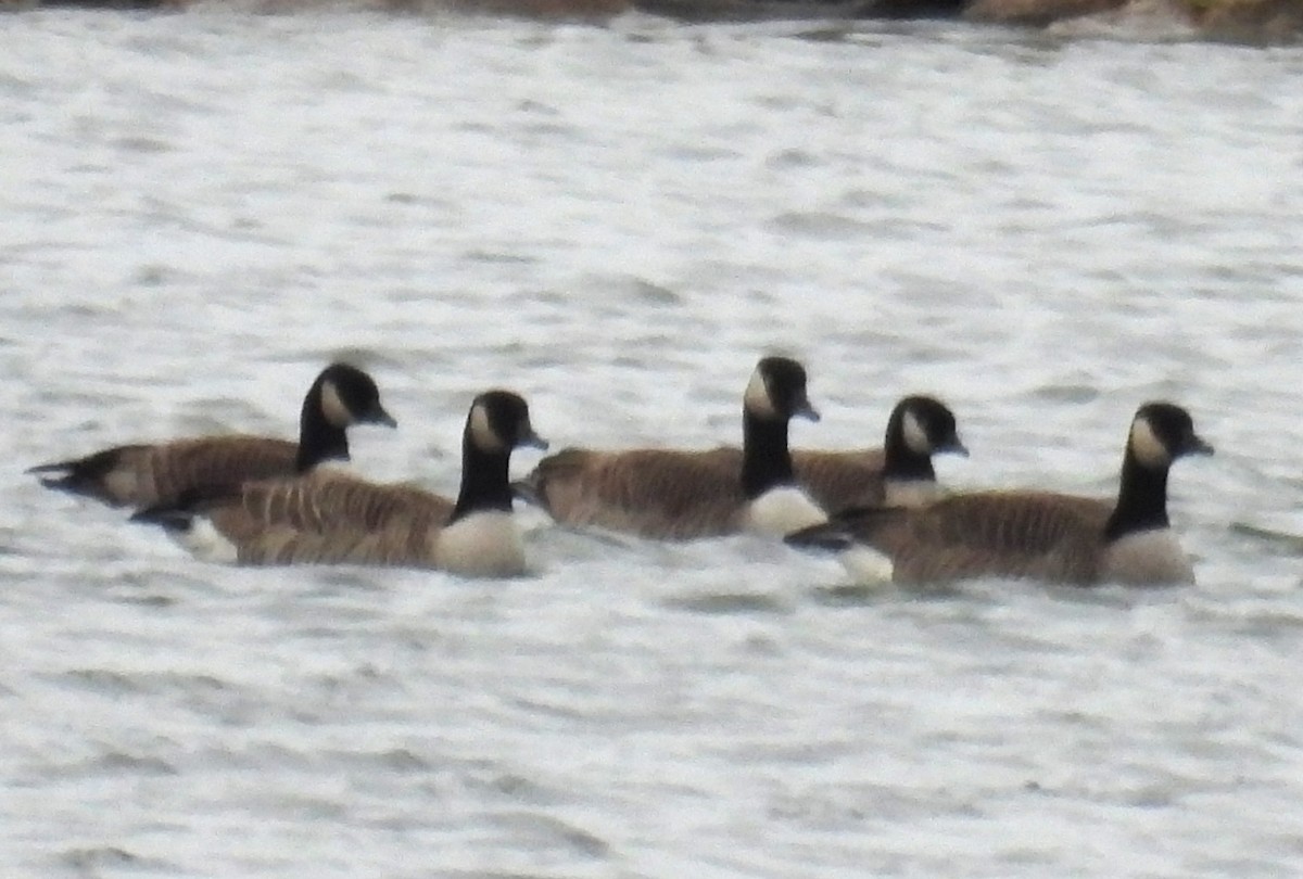 シジュウカラガン - ML646775914