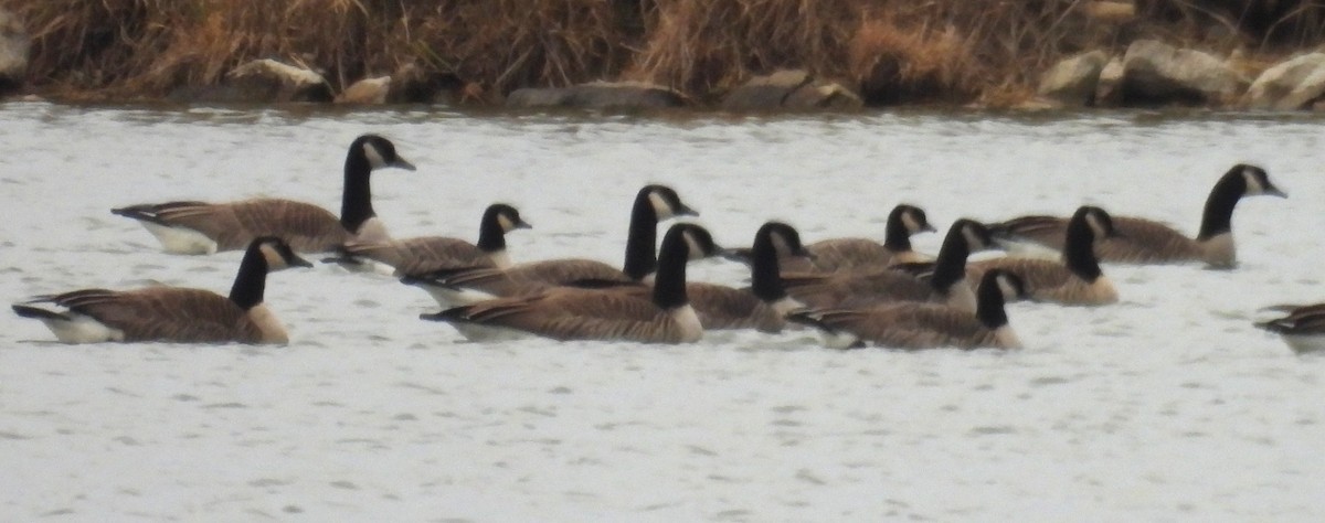 シジュウカラガン - ML646775915