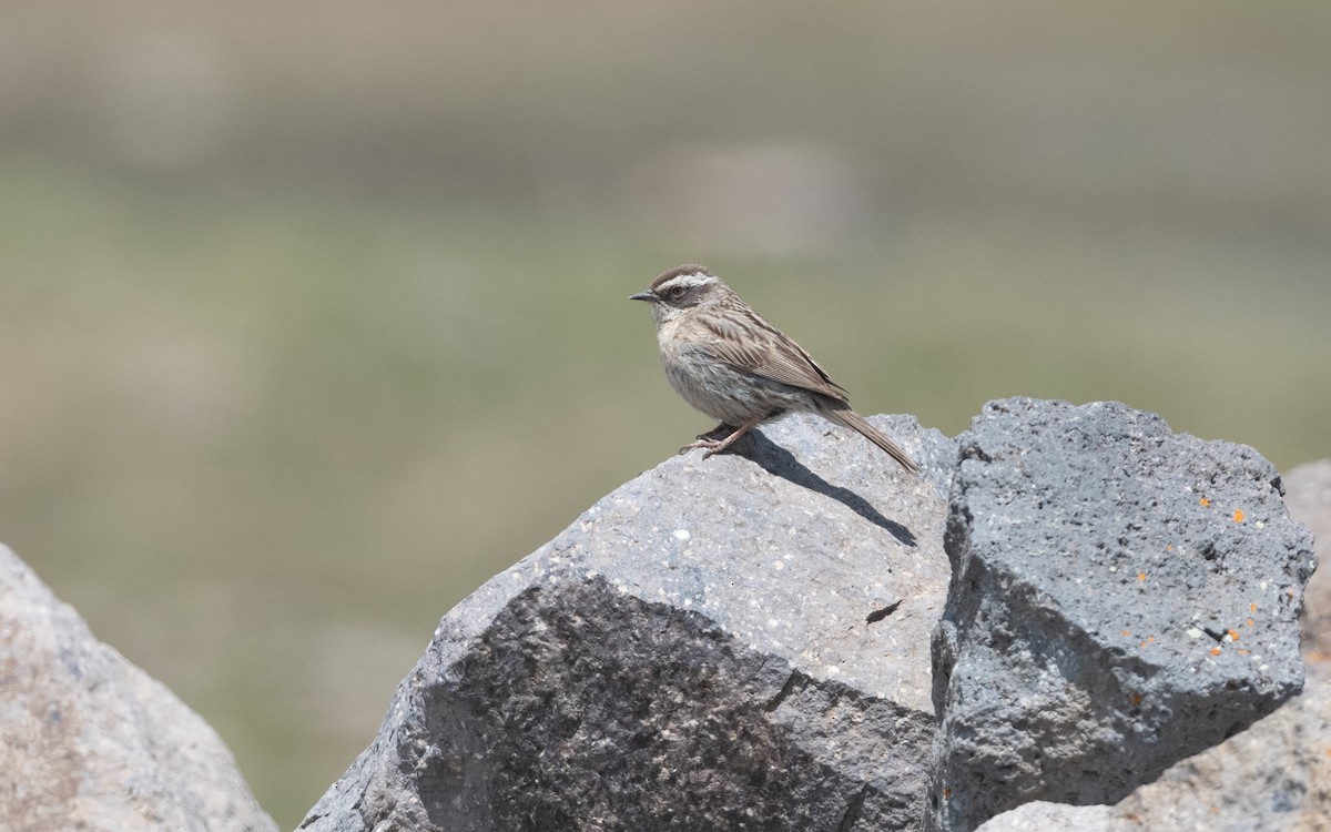 Radde's Accentor - ML646775916