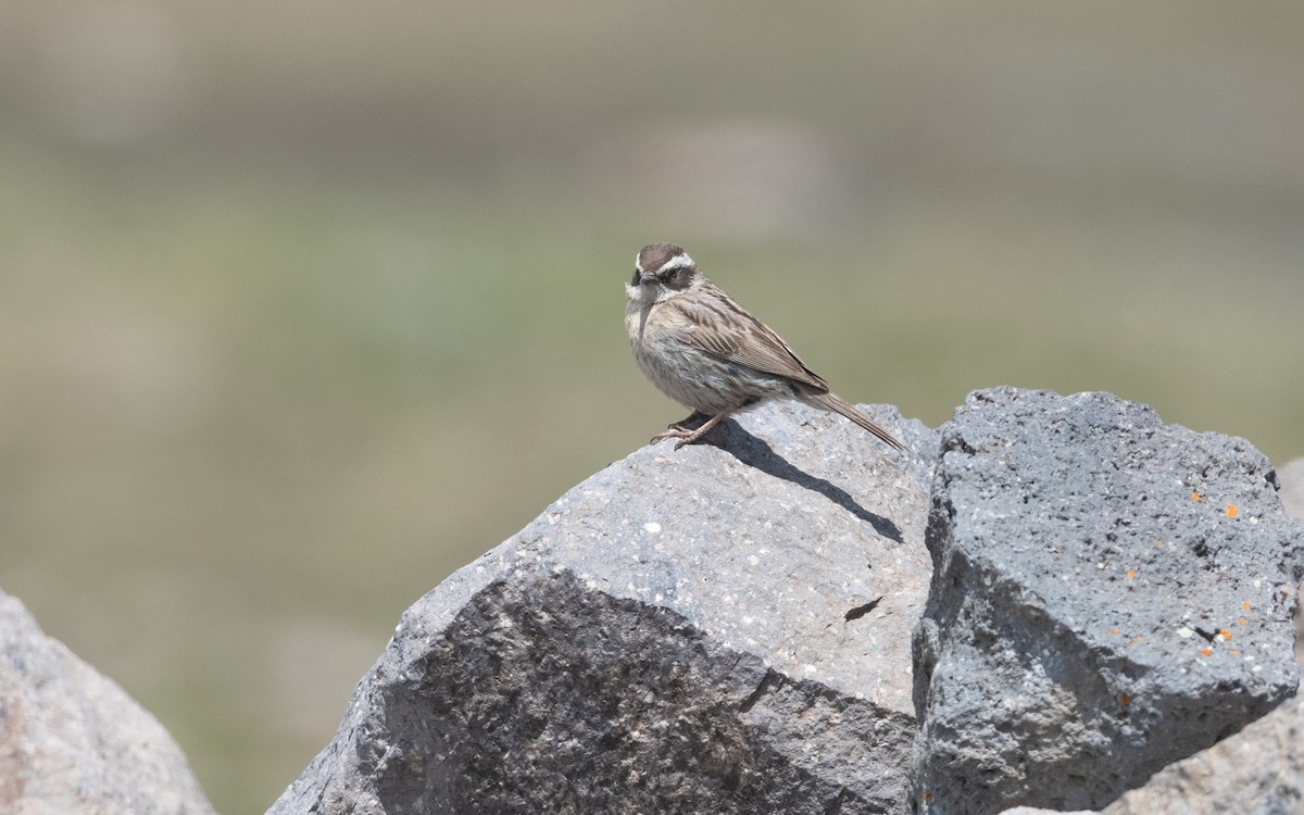 Radde's Accentor - ML646775917