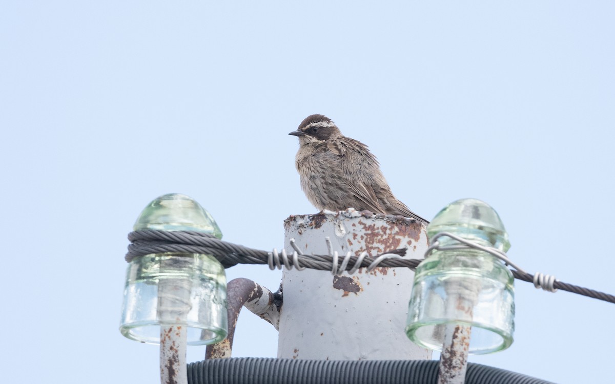 Radde's Accentor - ML646775918