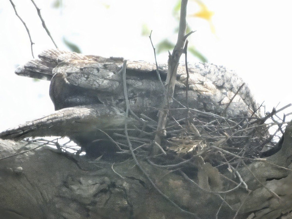 Tawny Frogmouth - ML646775921