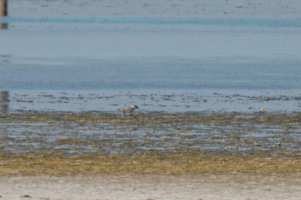 Snowy Plover - ML646775924