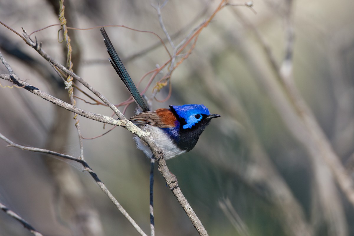 Purple-backed Fairywren - ML646775925