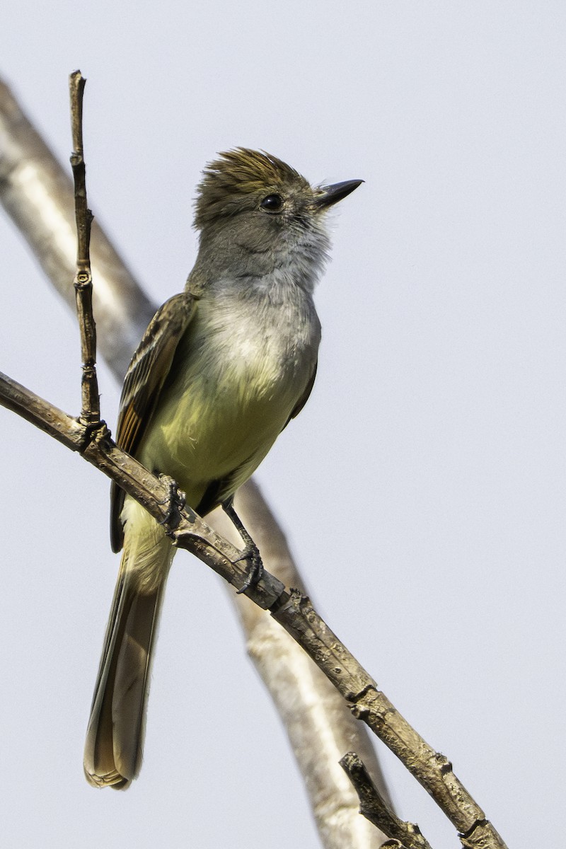Brown-crested Flycatcher - ML646775927