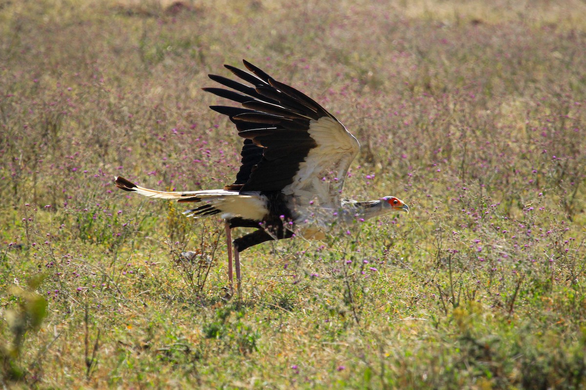 Secretarybird - ML646775928
