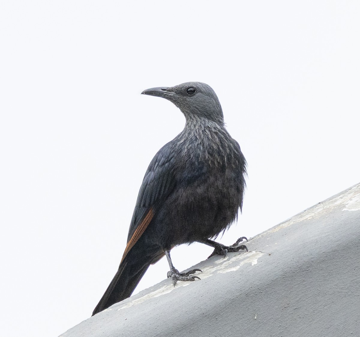 Red-winged Starling - ML646775936