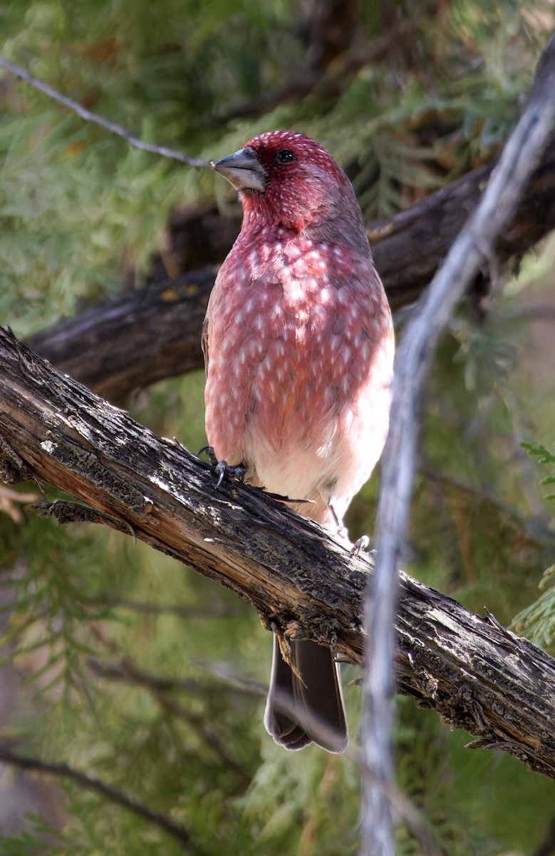 Streaked Rosefinch - ML646775941