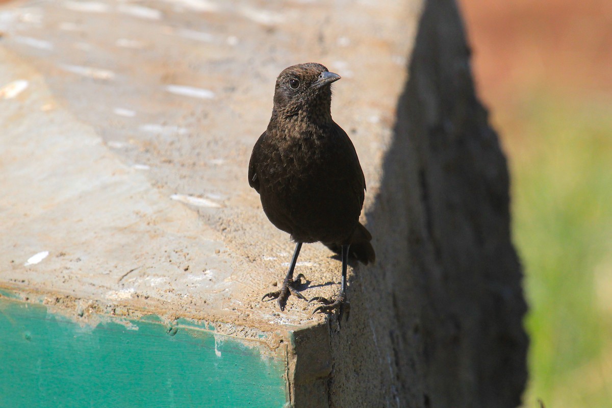 アリヒタキ - ML646775942