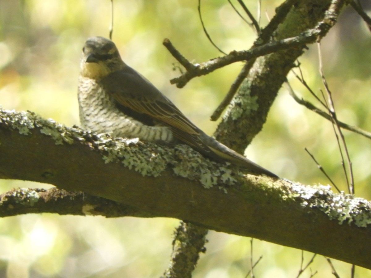 Sahul Cicadabird - ML646775949