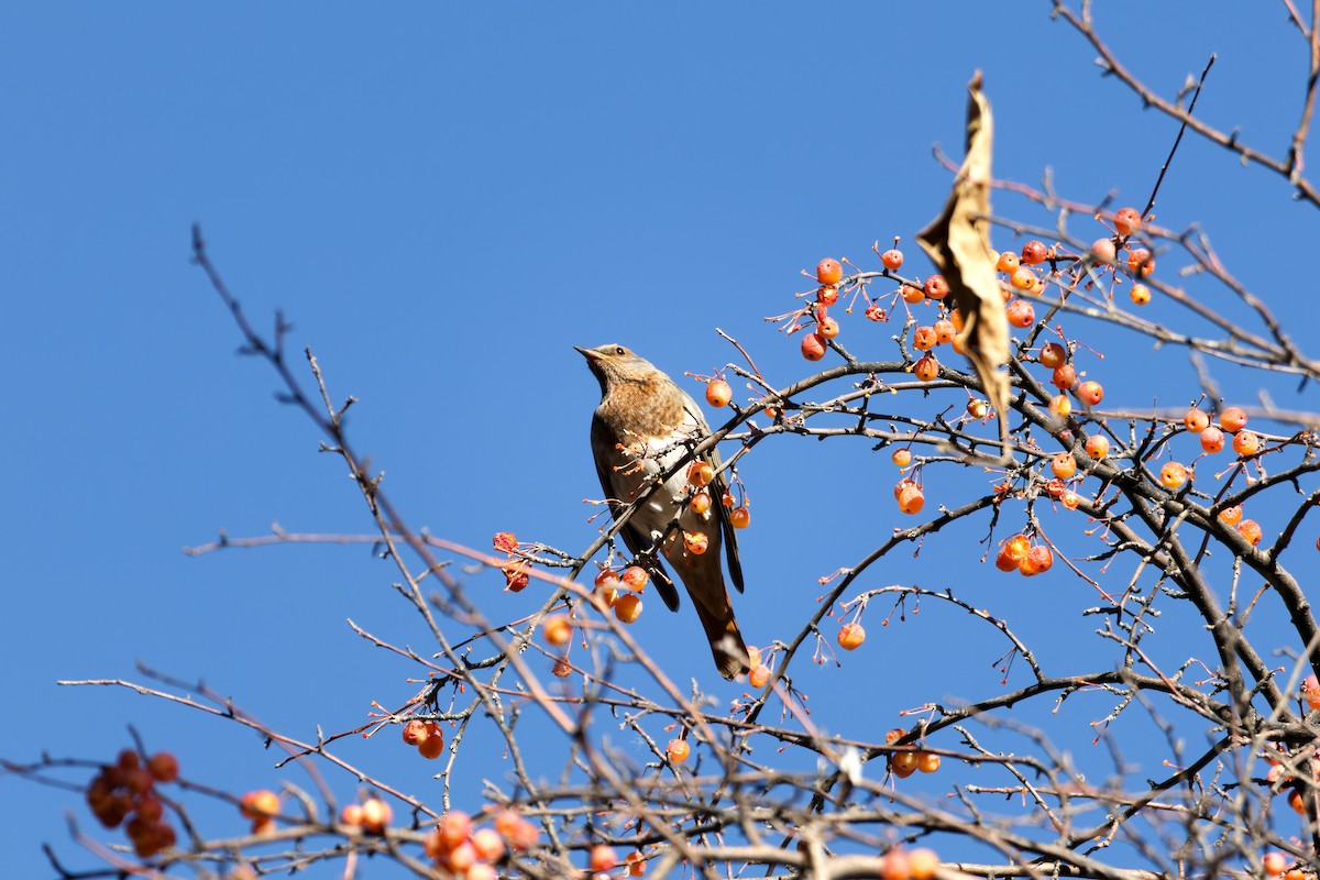 Red-throated Thrush - ML646775954