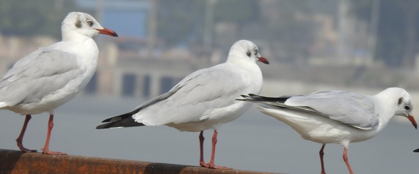 Буроголовая чайка - ML646775956