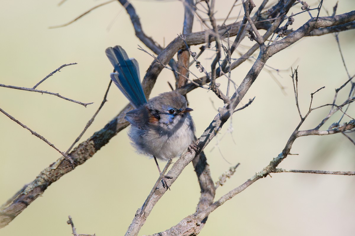 Purple-backed Fairywren - ML646775957