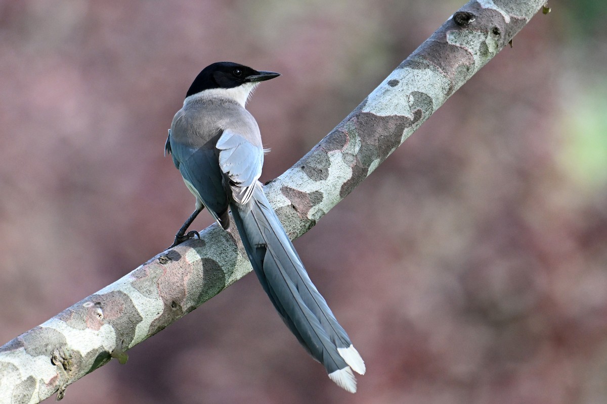 Azure-winged Magpie - ML646775958