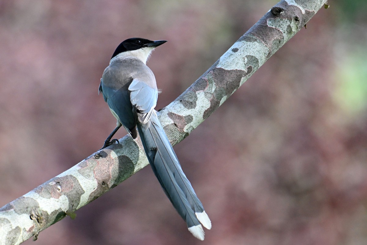Azure-winged Magpie - ML646775959