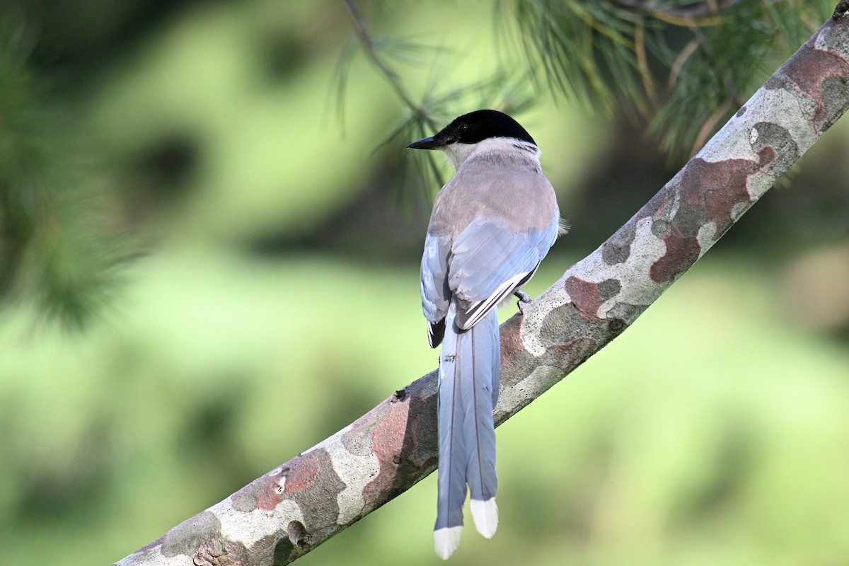 Azure-winged Magpie - ML646775960