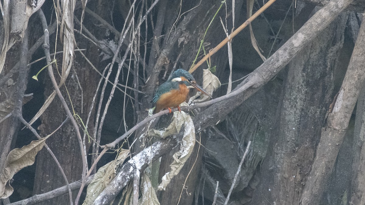 Common Kingfisher - ML646775961
