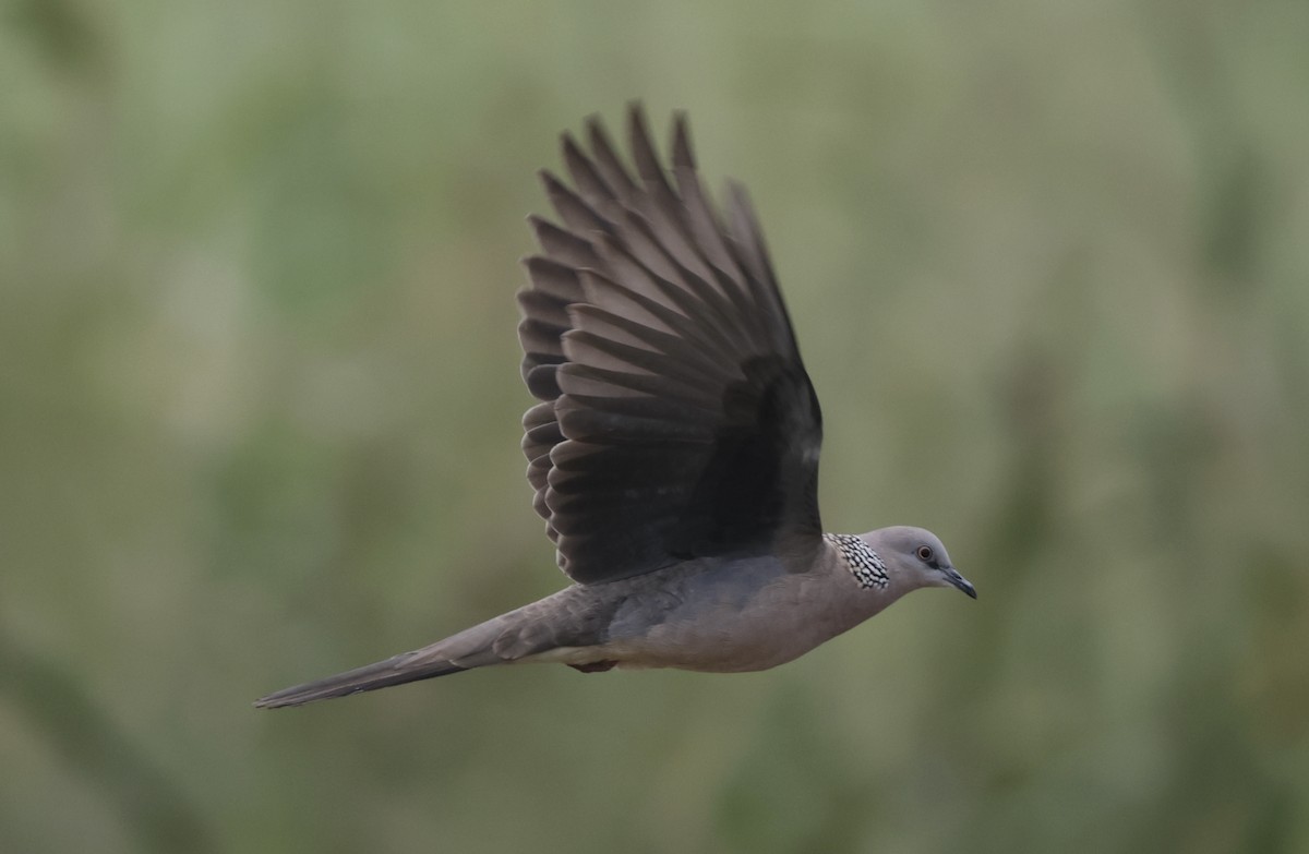 Spotted Dove - ML646775962